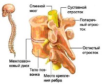Сколиоз Сколиоз